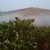 thaovyhoang247