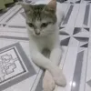 daki.7793
