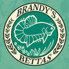 brandys_bettas