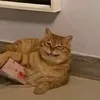 rusya_ebalai