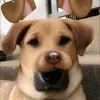 stewie2kei