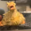 barakukukukukuya