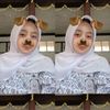 dheylatriyaniputri20