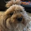 charlie_naz