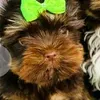 ugi_puppy