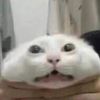 kexobtw
