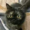 asamboitembikai