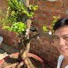 3thachcaykieng