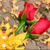 eyad_kurd3