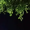 nabieejly1901