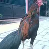 tarjo2618