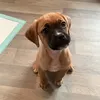 winniethepuggle