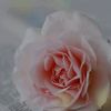 user9104042030599