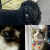 Super Cute Pets NI