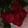 rahaf31134423610126