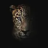 SHAZHN 🐆