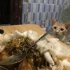 siiianakibu