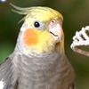 The.cockatiel
