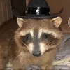 knuffig_waschbear