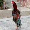 ahmadabdullahpitafi