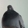 pablo_chou
