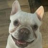 frenchie0112358