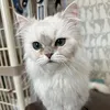 ajicha_0528