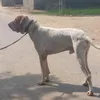 bkshoq