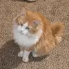 quirked_doc