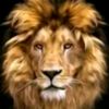 mujeeb_asharii_9t9