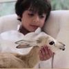 n6awaf
