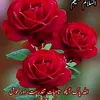 hassanjani0039