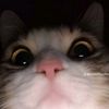 ndrsahril5