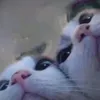 nn_chel342