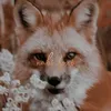 nabi.foxi
