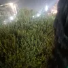 zeeyowow