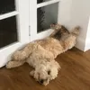 buddythepoo2020