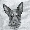 thorrblueheeler