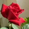 abdll754