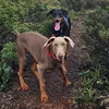 dom_o_doberman