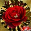 ummu.umar667