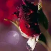 danieledigionni35
