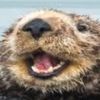 otter_pond