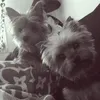 kiradumbimonegalc