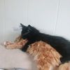 kory_willians_ilmycats