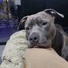 leelandcareythepitt