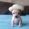 perro_chapaneco