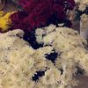 aseel_al9