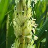 sopian_065