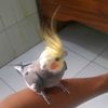 bolorapet